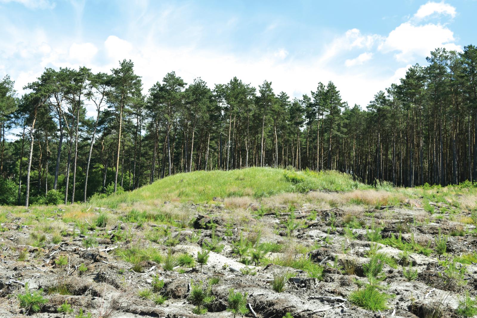 GRÓDEK STOŻKOWATY W GĘBICACH, GMINA CZARNKÓW. FOT. R. BARTKOWIAK