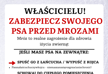 Jak pomóc czworonogom przetrwać falę mrozów