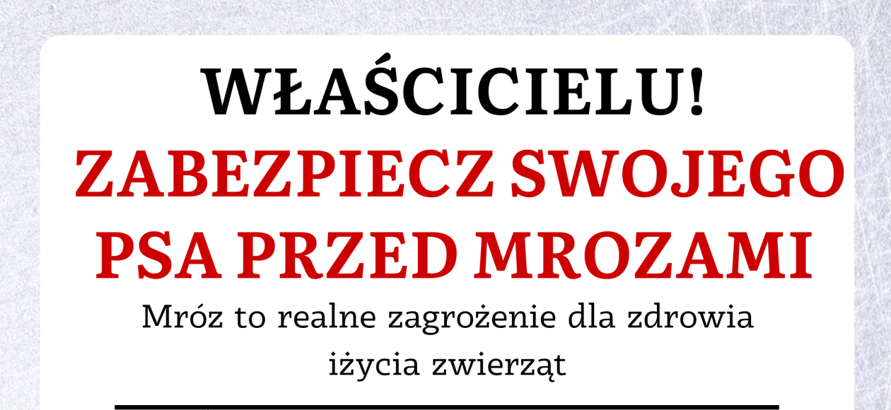 Jak pomóc czworonogom przetrwać falę mrozów